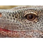 Zdjęcia użytkowników Vivo X300 Pro