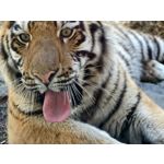 Zdjęcia użytkowników Vivo X300 Pro