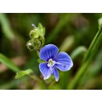 Zdjęcia użytkowników Vivo X300 Pro
