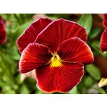Zdjęcia użytkowników Vivo X300 Pro