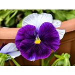 Zdjęcia użytkowników Vivo X300 Pro