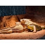 Zdjęcia użytkowników Vivo X300 Pro