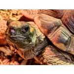 Zdjęcia użytkowników Vivo X300 Pro