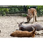 Zdjęcia użytkowników Vivo X300 Pro