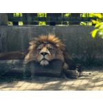 Zdjęcia użytkowników Vivo X300 Pro