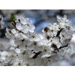 Zdjęcia użytkowników Vivo X300 Ultra