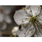 Zdjęcia użytkowników Vivo X300 Ultra