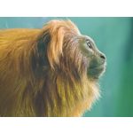 Zdjęcia użytkowników Vivo X300 Ultra