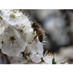 Zdjęcia użytkowników Vivo X300 Ultra