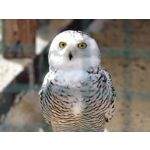 Zdjęcia użytkowników Vivo X300 Ultra