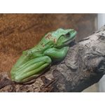 Zdjęcia użytkowników Vivo X300 Ultra