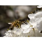 Zdjęcia użytkowników Vivo X300 Ultra