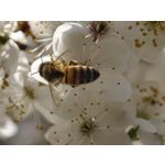 Zdjęcia użytkowników Vivo X300 Ultra