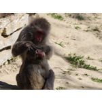 Zdjęcia użytkowników Vivo X300 Ultra
