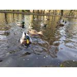 Zdjęcia użytkowników Wiko WIM Lite