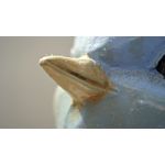 ZDJĘCIA Z TEGO TELEFONU