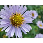 Zdjęcia użytkowników Xiaomi 11T Pro Zdjęcia użytkowników Xiaomi 11T Pro