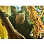 Zdjęcia użytkowników Xiaomi 12 Pro Zdjęcia użytkowników Xiaomi 12 Pro