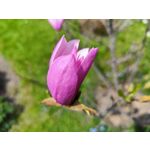 Zdjęcia użytkowników Xiaomi 12 Pro Zdjęcia użytkowników Xiaomi 12 Pro