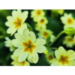 Zdjęcia użytkowników Xiaomi 12 Pro Zdjęcia użytkowników Xiaomi 12 Pro