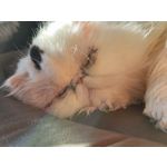 Zdjęcia użytkowników Xiaomi 12 Pro Zdjęcia użytkowników Xiaomi 12 Pro