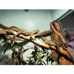 Zdjęcia użytkowników Xiaomi 12 Pro Zdjęcia użytkowników Xiaomi 12 Pro