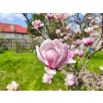 Zdjęcia użytkowników Xiaomi 12 Pro Zdjęcia użytkowników Xiaomi 12 Pro