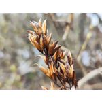 Zdjęcia użytkowników Xiaomi 12 Pro Zdjęcia użytkowników Xiaomi 12 Pro