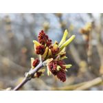 Zdjęcia użytkowników Xiaomi 12 Pro Zdjęcia użytkowników Xiaomi 12 Pro