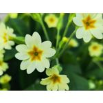 Zdjęcia użytkowników Xiaomi 12 Pro Zdjęcia użytkowników Xiaomi 12 Pro