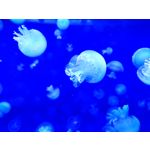 Zdjęcia użytkowników Xiaomi 12 Pro Zdjęcia użytkowników Xiaomi 12 Pro