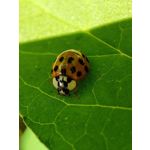 Zdjęcia użytkowników Xiaomi 12 Zdjęcia użytkowników Xiaomi 12