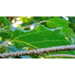 Zdjęcia użytkowników Xiaomi 12 Zdjęcia użytkowników Xiaomi 12