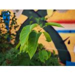 Zdjęcia użytkowników Xiaomi 12S Ultra