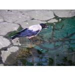 Zdjęcia użytkowników Xiaomi 12S Ultra