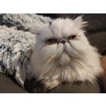 Zdjęcia użytkowników Xiaomi 12T Pro