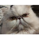 Zdjęcia użytkowników Xiaomi 12T Pro