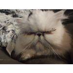 Zdjęcia użytkowników Xiaomi 12T Pro