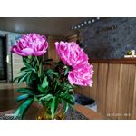 Zdjęcia użytkowników Xiaomi 12X