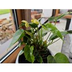 ZDJĘCIA Z TEGO TELEFONU