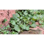 Zdjęcia użytkowników Xiaomi 13T