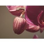 Zdjęcia użytkowników Xiaomi 14