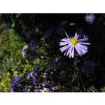 Zdjęcia użytkowników Xiaomi Hongmi 1S Zdjęcia użytkowników Xiaomi Hongmi 1S