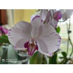 Zdjęcia użytkowników Xiaomi Mi 10