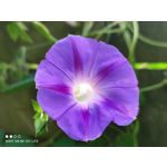 Zdjęcia użytkowników Xiaomi Mi 10T Lite