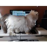 Zdjęcia użytkowników Xiaomi Mi 11 Ultra