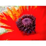 Zdjęcia użytkowników Xiaomi Mi 11 Ultra