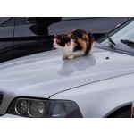 Zdjęcia użytkowników Xiaomi Mi 11 Ultra