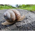 Zdjęcia użytkowników Xiaomi Mi 11 Ultra