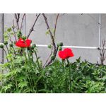 Zdjęcia użytkowników Xiaomi Mi 11 Ultra